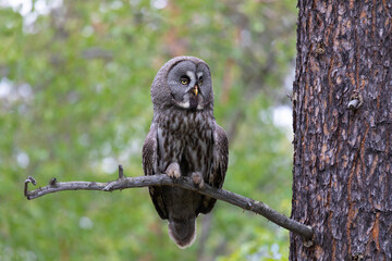 Great gray owl sitting on a tree branch close up