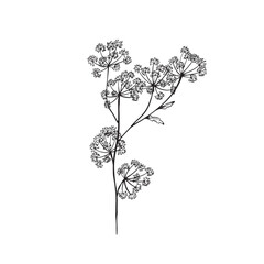 Cow parsley or Queen Anne's Lace illustration in black and white vector. 