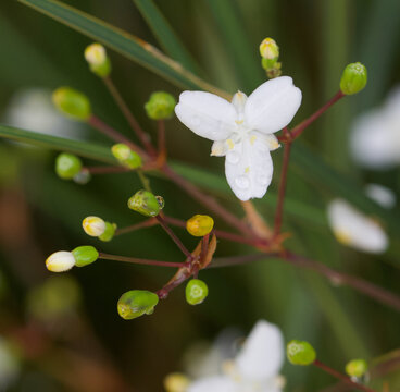 Beautiful close-up of libertia ixioides