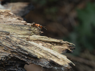 Red ant in natural habitat, close-up.