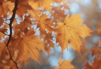 Obraz premium autumn blurry close isolated maple season bokeh background leaves beautiful concept blank orange sunny yellow design blurred leaf closeup forest travel defocused colourful nature landscape fall tree