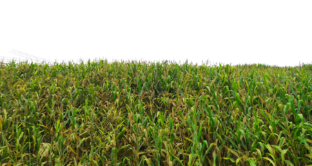 A field of corn is shown in a white background