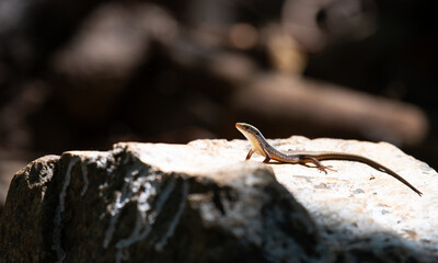 Skink or mabuya multifasciata lizard at the jungle of Goa, India, reptile sunbathing on a stone, tropic animal
