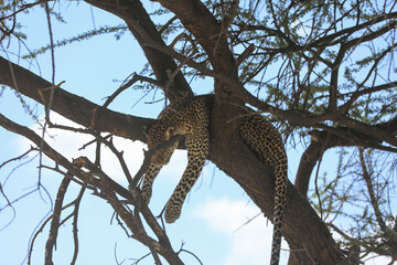 Leopard im Baum hängend