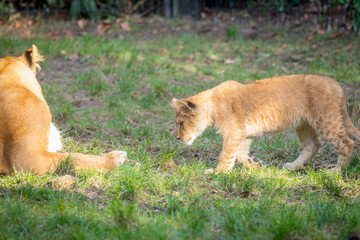 Fototapeta premium lion cub stalking in the grass
