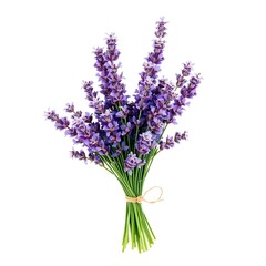 Fresh lavender bouquet with purple flowers, natural botanical arrangement for rustic decor
