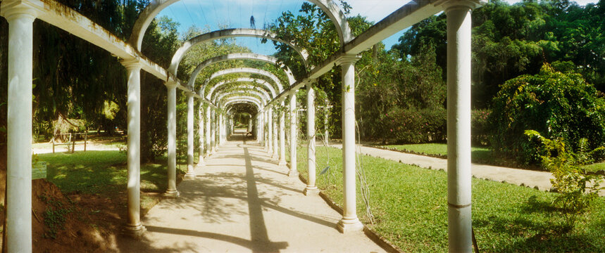 Pathway in a botanical garden, Jardim Botanico, Zona Sul, Rio de Janeiro, Brazil.