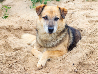 Calm mixed-breed dog lying on sandy ground with its paws crossed