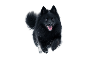 Playful Schipperke Dog Running with Its Fluffy Black Fur isolated on white background PNG
