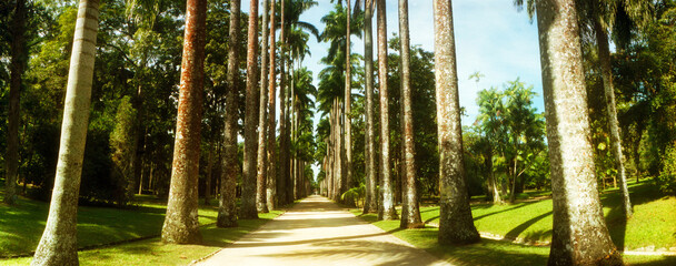 Trees both sides of a garden path, Jardim Botanico, Zona Sul, Rio de Janeiro, Brazil.