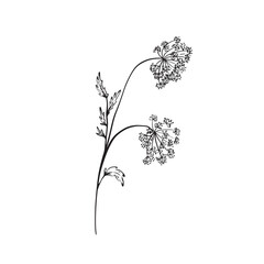 Cow parsley or Queen Anne's Lace illustration in black and white vector.