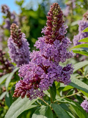 Fototapeta premium Buddleja davidii summer lilac blooms with purple clusters.