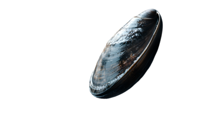Detailed close-up of a mussel attached to a rocky surface - Nature Photography