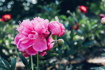 Obraz premium Beautiful magenta peony flowers blooming in the garden, close-up view. Natural background.