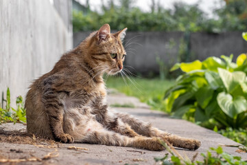 Relaxed tabby cat sits on concrete surface near green plants on a sunny day