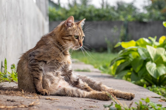 Relaxed tabby cat sits on concrete surface near green plants on a sunny day - Powered by Adobe