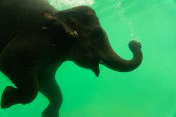 An Elephant under the water.
