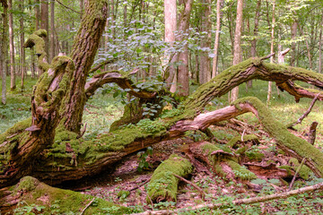 Oak tree broken branches lying with ferns around