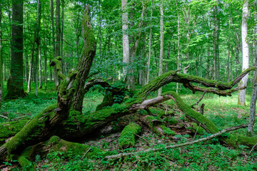 Fototapeta premium Oak tree broken branches lying with ferns around