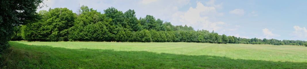 Summertime midday agricultural landscape