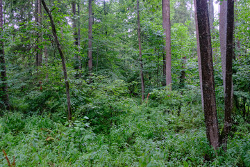 Obraz premium Late summer rich deciduous stand with old trees and lush foliage