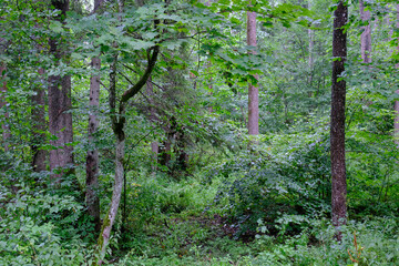 Late summer rich deciduous stand with old trees and lush foliage