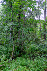 Fototapeta premium Late summer rich deciduous stand with old trees and lush foliage