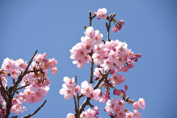 河津桜