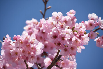 河津桜