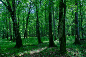 Moss wrapped old hornbeams and younger ones around
