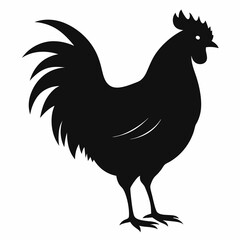 rooster isolated on white background