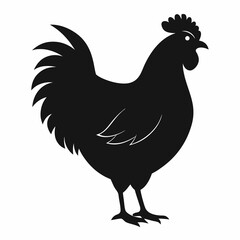 rooster isolated on white background