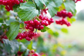 Close-up of bright red viburnum berries with green leaves on a blurred background