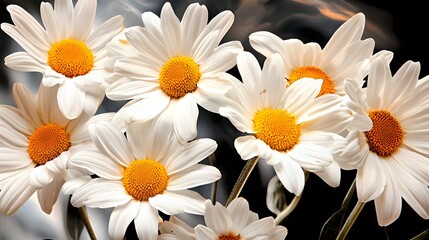 Bunch of Delicate White Daisies with Yellow Centers Against a Dark Textured Background