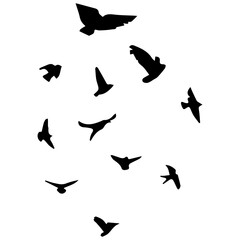 vector silhouettes of birds