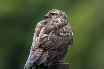 Broad-winged hawk