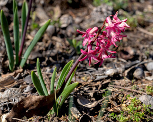 Pink Hyacinth, Hyacinthus spp, a bulbous garden plant that has been introduced in the US. It is native to Eruasia, Mediterranean, and Turkey.  Culitvars are in many colors. 
