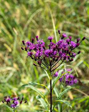Close-up of the bright purple flowers of tall ironweed, Veronia fasciculata, in a grassy field. 