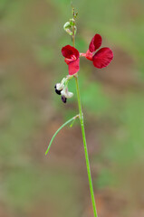 Phasey Bean, Macroptilium lathyroides, crimson red flowers and buds against a natural green background. Native to South America and naturalized in the US. 