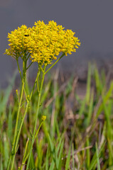 Obraz premium A close-up of the canary yellow flower head of Polygala cymosa, Tall pinebarren milkwort. An obligate wetland plant native to the Southeast Coastal Plain and Florida. 