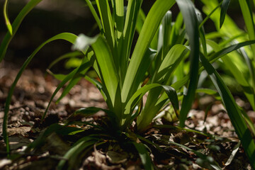  Young Green Plants Growing on Leafy Forest Floor