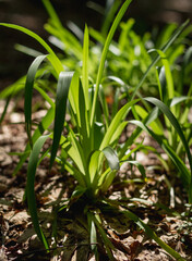  Young Green Plants Growing on Leafy Forest Floor