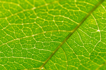 Close-Up of a Green Leaf Showing Intricate Veins
