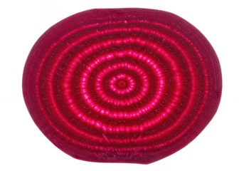 Isolated beet root cross section with concentric circles on transparent background