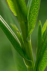 Close-Up of Green Plant Stem and Leaves in Natural Setting.