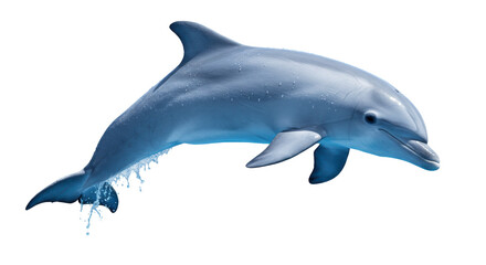 Isolated Dolphin Leaping Out of Water