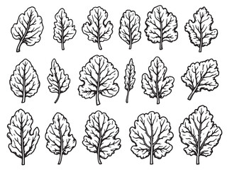 Collard greens line art