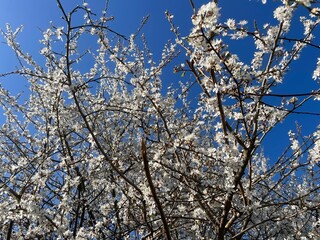 tree branches with white blue flowers against blue sky