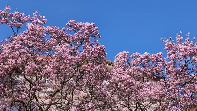 Magnolia blossom tree over a tiled roof in alsacian village Haguenau, France. Copy space
