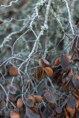 Close-Up of Twisted Branches and Dry Leaves in Autumn